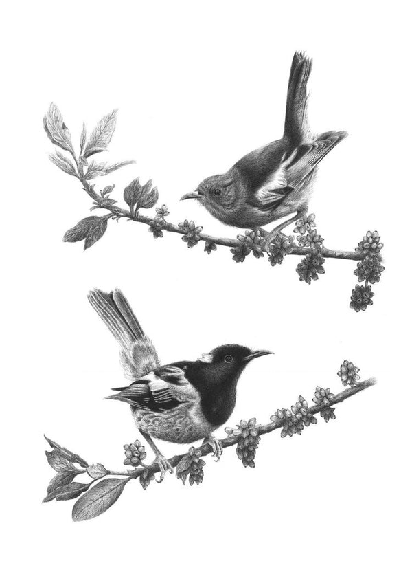 Rays of sunlight - Stitchbird/Hihi